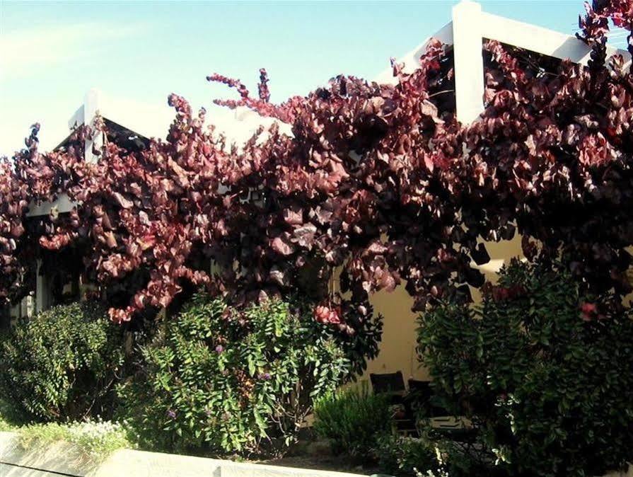 Bellevue Bed & Breakfast Mclaren Vale Luaran gambar